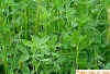 alfalfa-035x.jpg 