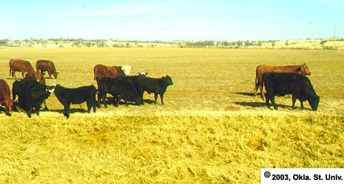 Winter Grazing
