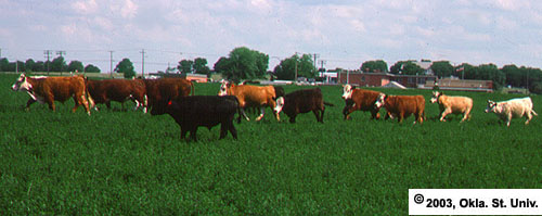 Grazing Lush Alfalfa