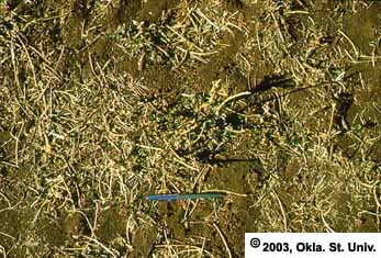 Grazed Alfalfa Stubble