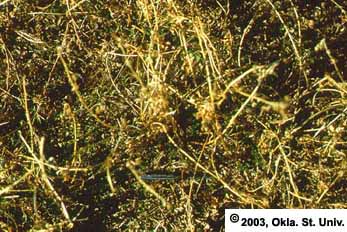 Ungrazed Area