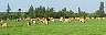 tn_graze-29_jpg.jpg (1488 bytes)
