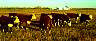 graze02.jpg