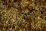 graze09.jpg