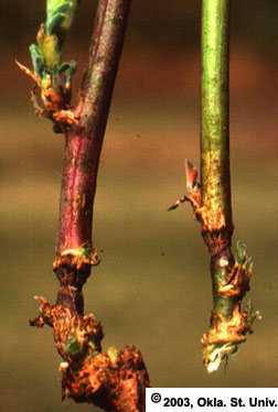Three-Cornered Alfalfa Hopper