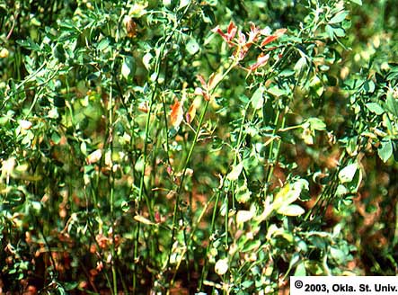 Three-Cornered Alfalfa Hopper Symptoms
