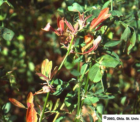 Three-Cornered Alfalfa Hopper Symptoms