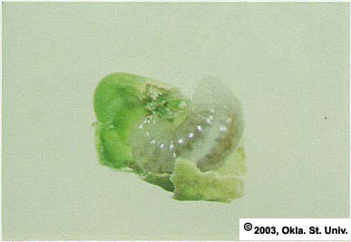 Alfalfa Seed Chalcid
