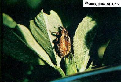 Alfalfa Weevil