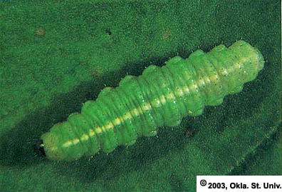 Alfalfa Weevil