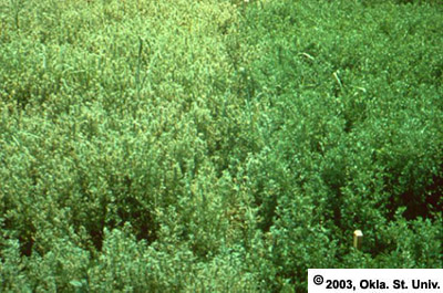 Alfalfa Weevil Damage