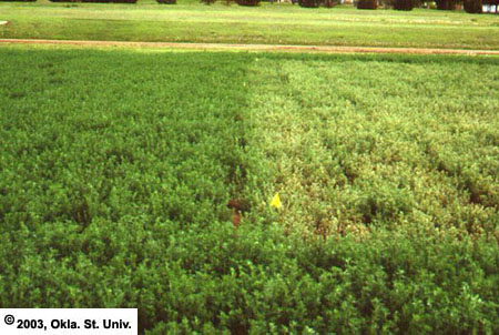 Alfalfa Weevil Damage