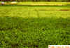 Alfalfa Weevil Damage