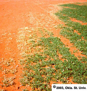 Army Cutworm Damage