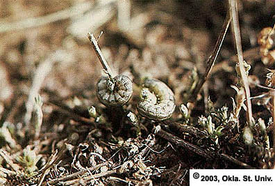 Army Cutworm