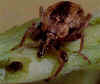 alf-weev02.jpg 