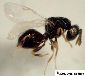 alfalfaseedchalcid6.jpg (30226 bytes)