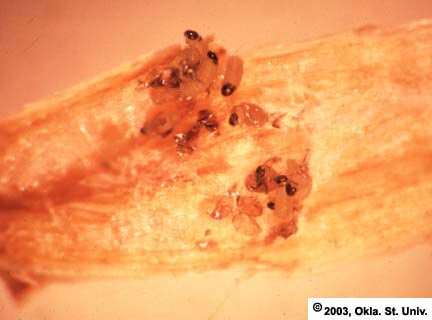 Alfalfa Weevil Larvae