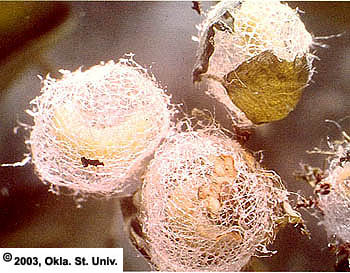 aw-cocoons.jpg (37477 bytes)