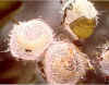 aw-cocoons.jpg 