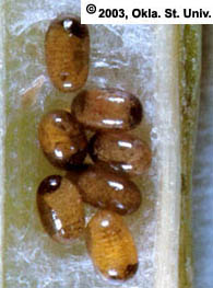 aw-eggs-dark.jpg (17874 bytes)