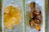 aw-eggs-yel-dark-tn.jpg 