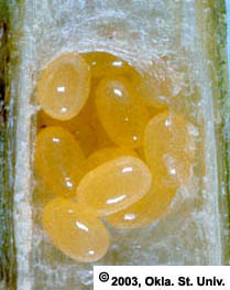 aw-eggs-yellow.jpg (17994 bytes)