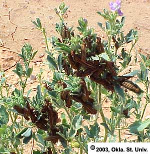 blister-b635.JPG (41953 bytes)