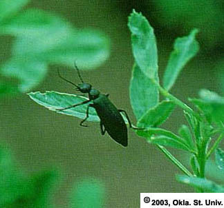 Blister Beetle
