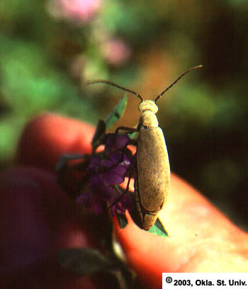 Gray Blister Beetle