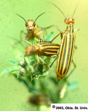 Striped Blister Beetles