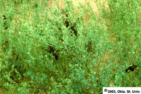 Blister Beetles