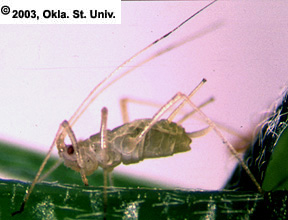 blueaphid.htm