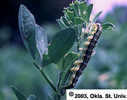 Corn Earworm