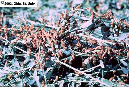 Blister Beetles
