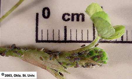 cow-pea-aphd371.JPG (264910 bytes)