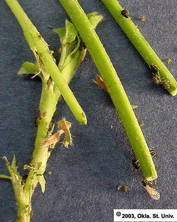 cow-pea-aphd384.JPG (113548 bytes)