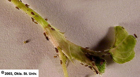 cow-pea-aphd743X.JPG (227925 bytes)