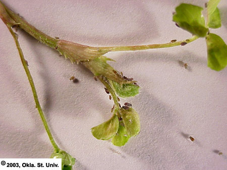 cow-pea-aphd749X.JPG (314194 bytes)