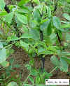 cowpea-010X.JPG (51828 bytes)