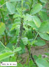 cowpea-013X.JPG (35594 bytes)