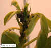 cowpea-0172.JPG (32730 bytes)