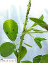 cowpea-06.JPG (39821 bytes)