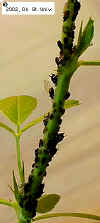 cowpea-10.JPG (35275 bytes)