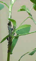 cowpea-220.JPG (32300 bytes)