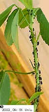 cowpea-3.JPG (37313 bytes)