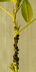 cowpea-5.JPG (42202 bytes)
