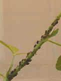 cowpea-9.JPG (24745 bytes)