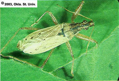 Damsel Bug
