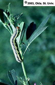Fall Armyworm